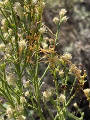Cuscuta subinclusa