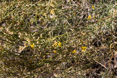 Gutierrezia californica