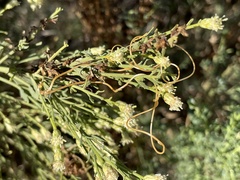 Cuscuta subinclusa