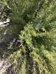 Pomaderris angustifolia