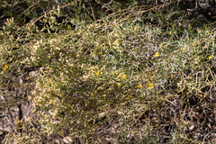 Gutierrezia californica