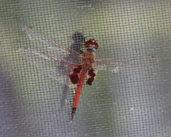 Tramea loewii