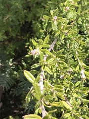 Pomaderris angustifolia