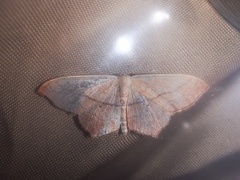Scopula imitaria