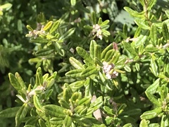 Pomaderris angustifolia