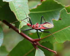 Gminatus wallengreni