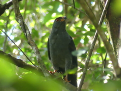 Cryptoleucopteryx plumbea