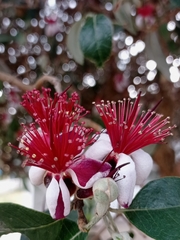 Feijoa sellowiana