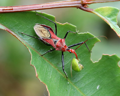 Gminatus wallengreni