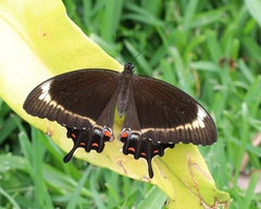 Papilio fuscus