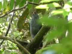 Cryptoleucopteryx plumbea