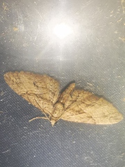 Eupithecia oxycedrata