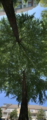 Quercus phellos
