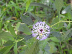 Centratherum punctatum