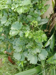 Polyscias guilfoylei