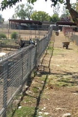 Columba livia domestica