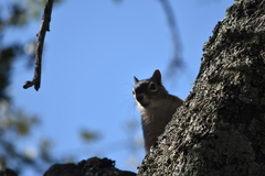 Sciurus nayaritensis