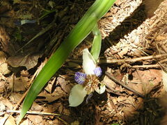 Trimezia gracilis