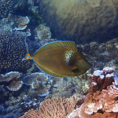 Naso unicornis