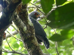 Cryptoleucopteryx plumbea