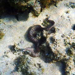 Gymnothorax nubilus