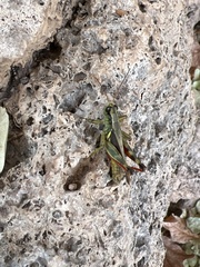 Melanoplus yarrowii