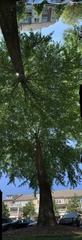 Quercus phellos