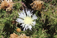 Plectocephalus chilensis