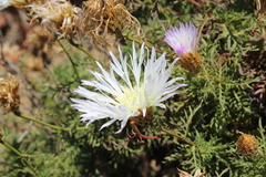 Plectocephalus chilensis