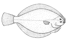 New Zealand Yellowbelly Flounder photo 5