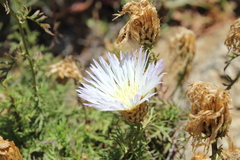 Plectocephalus chilensis
