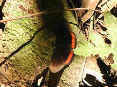 Biblis hyperia