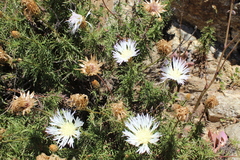 Plectocephalus chilensis