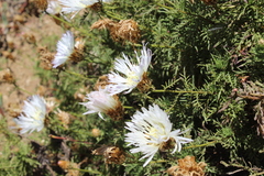 Plectocephalus chilensis