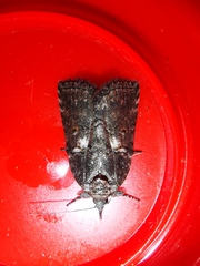 Nycteola