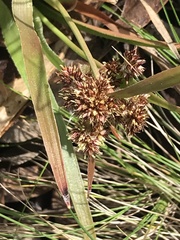 Luzula ovata