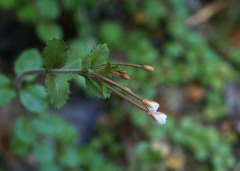 Epilobium rotundifolium