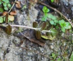 Epilobium rotundifolium