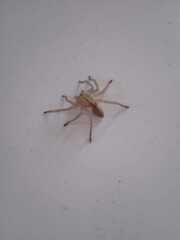 Micrommata