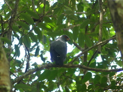 Cryptoleucopteryx plumbea