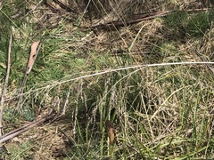 Poa helmsii