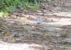 Morpho helenor