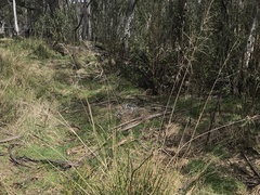 Poa helmsii