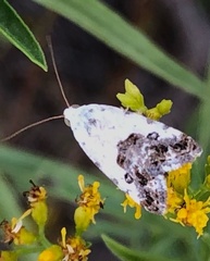 Ponometia phecolisca