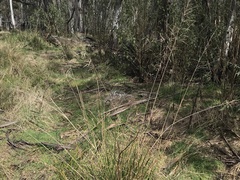 Poa helmsii