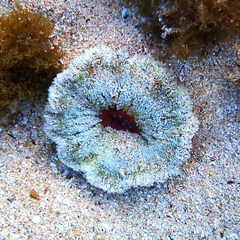 Stichodactyla tapetum