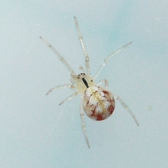 Theridion