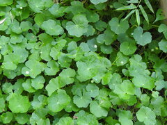 Hydrocotyle leucocephala