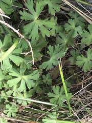 Geranium solanderi