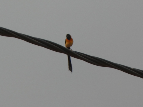 Sahel Paradise Whydah (Vidua orientalis), photo 4